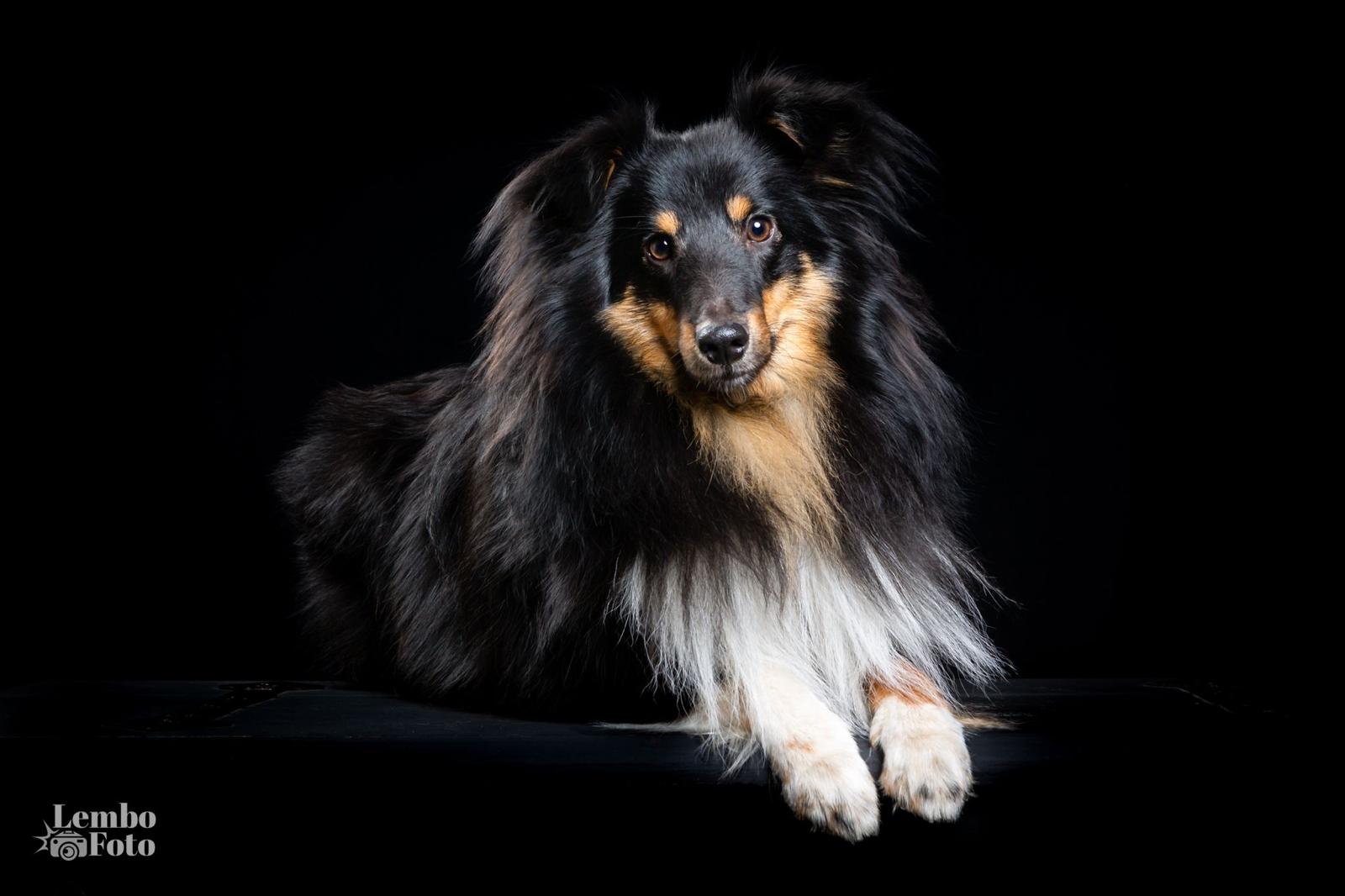 Sheltie met liefdevol verzorgde vacht na trimbeurt