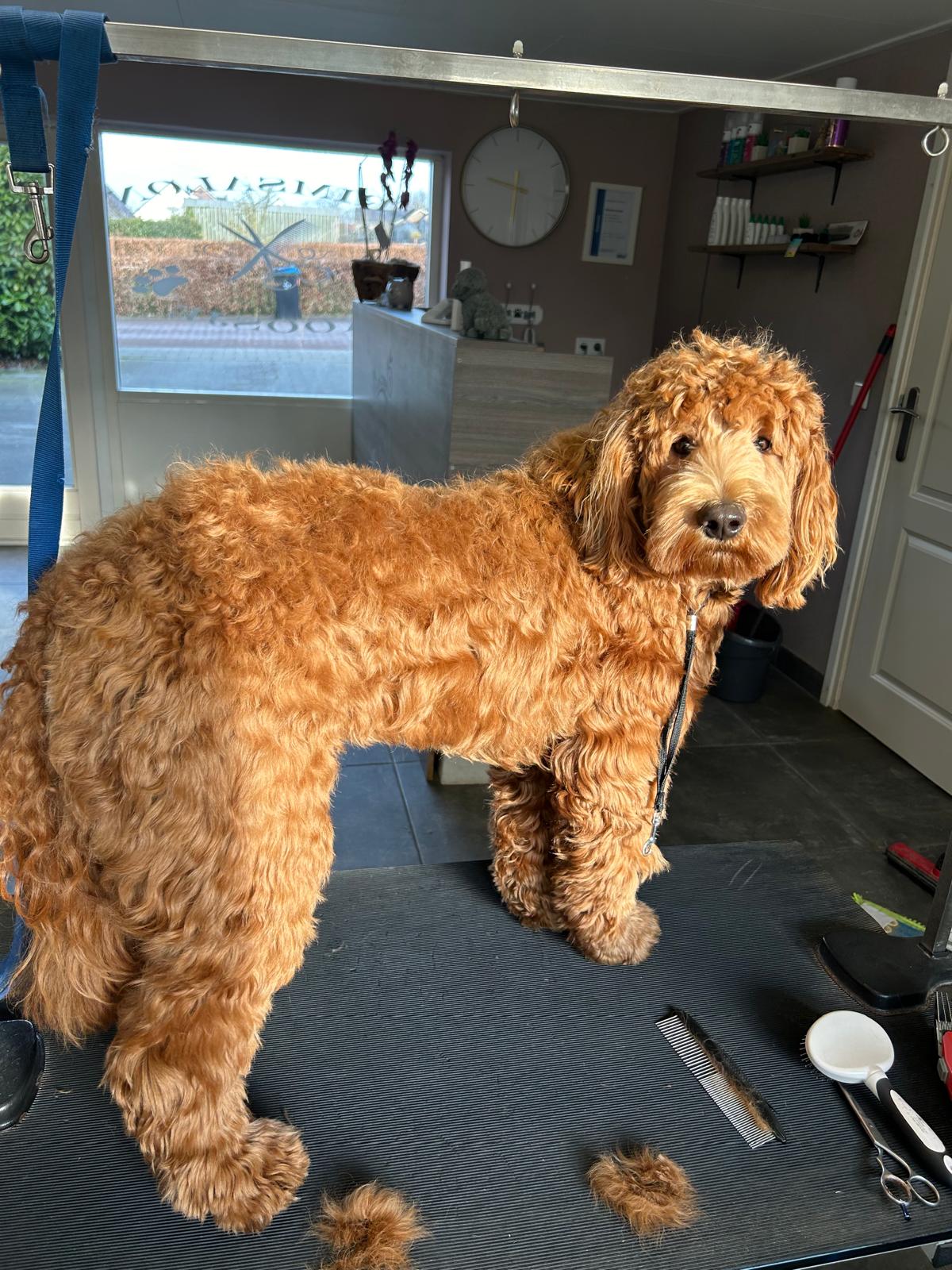 Doodle met zachte krullen na wassen en föhnen bij Trimsalon Koosje