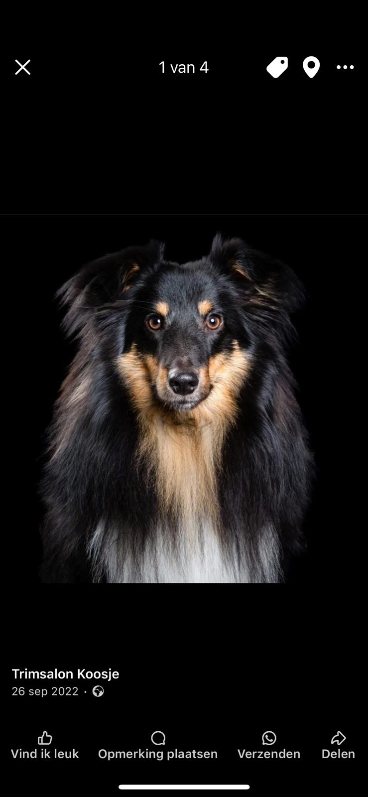 Vers getrimde hond met glanzende vacht na een trimbeurt bij Trimsalon Koosje in Beneden-Leeuwen